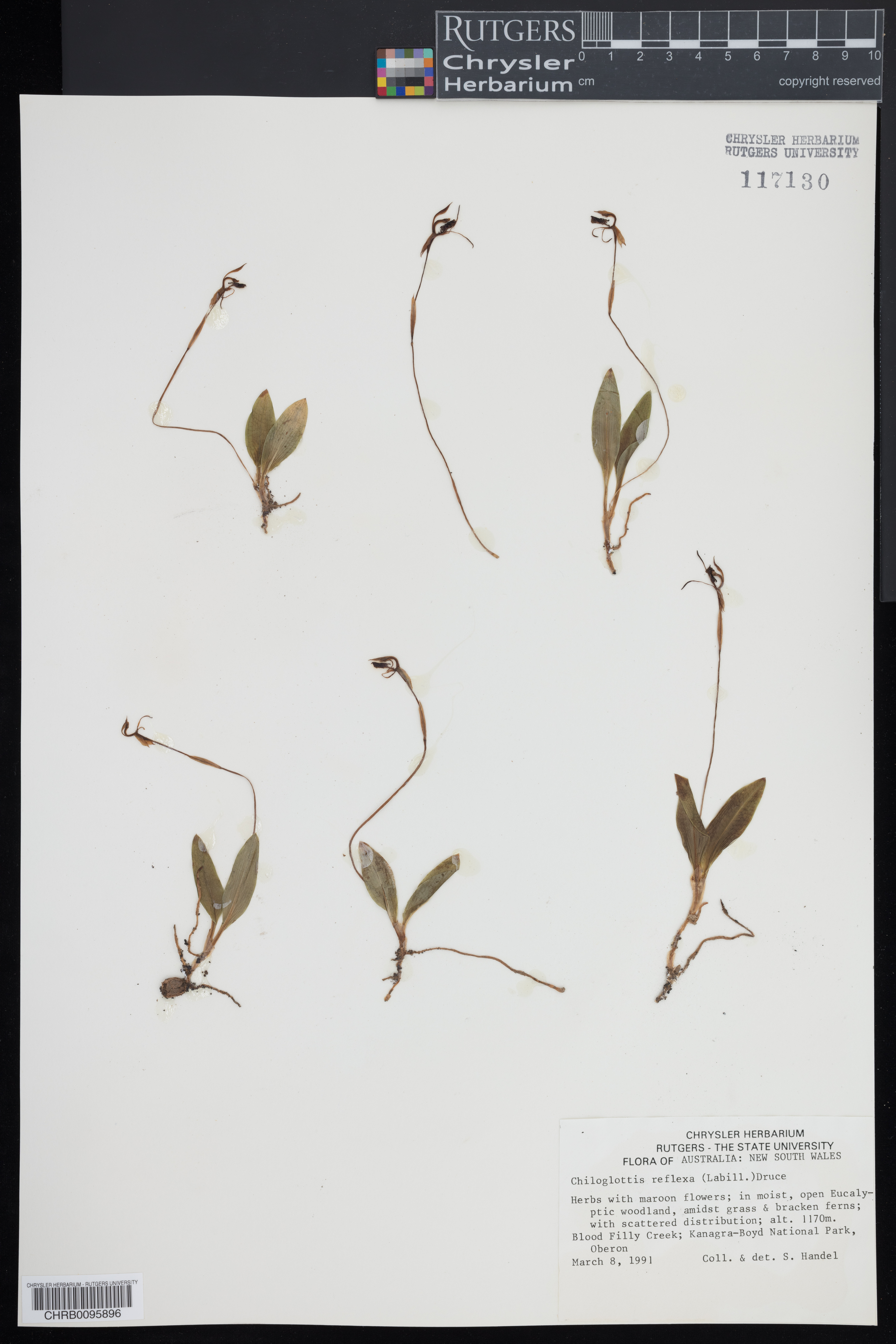 Chiloglottis reflexa