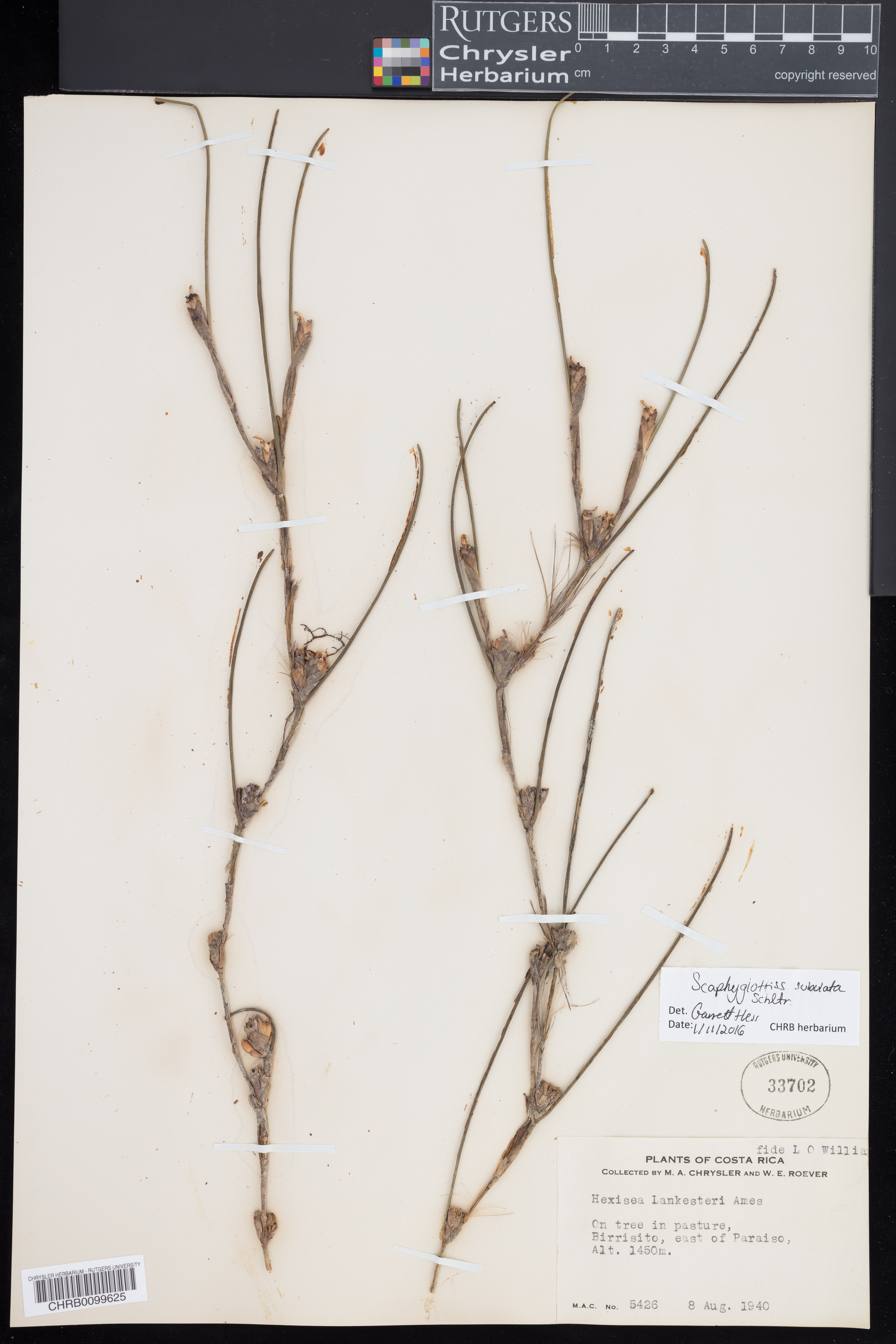 Scaphyglottis subulata