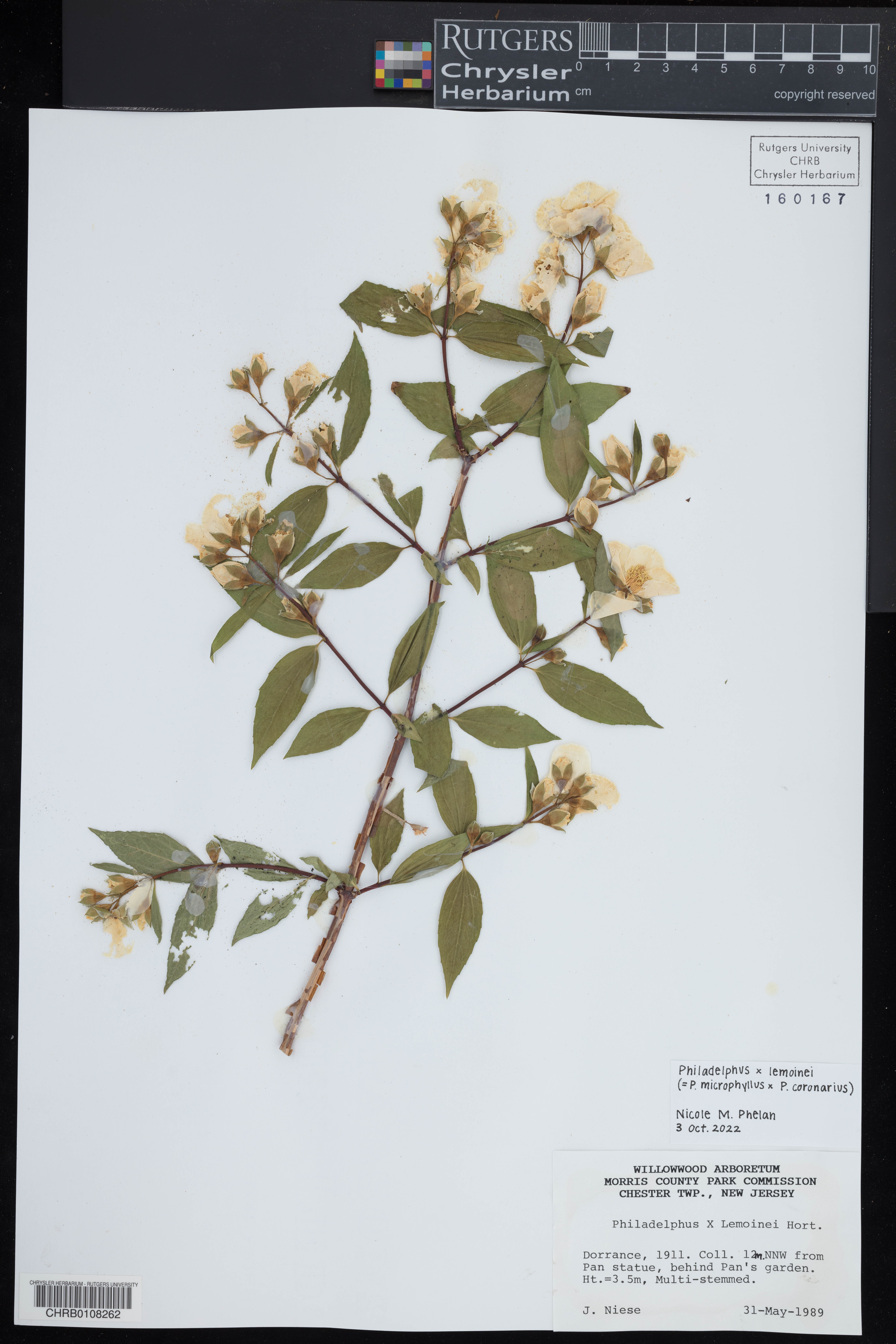 Philadelphus × lemoinei thumbnail