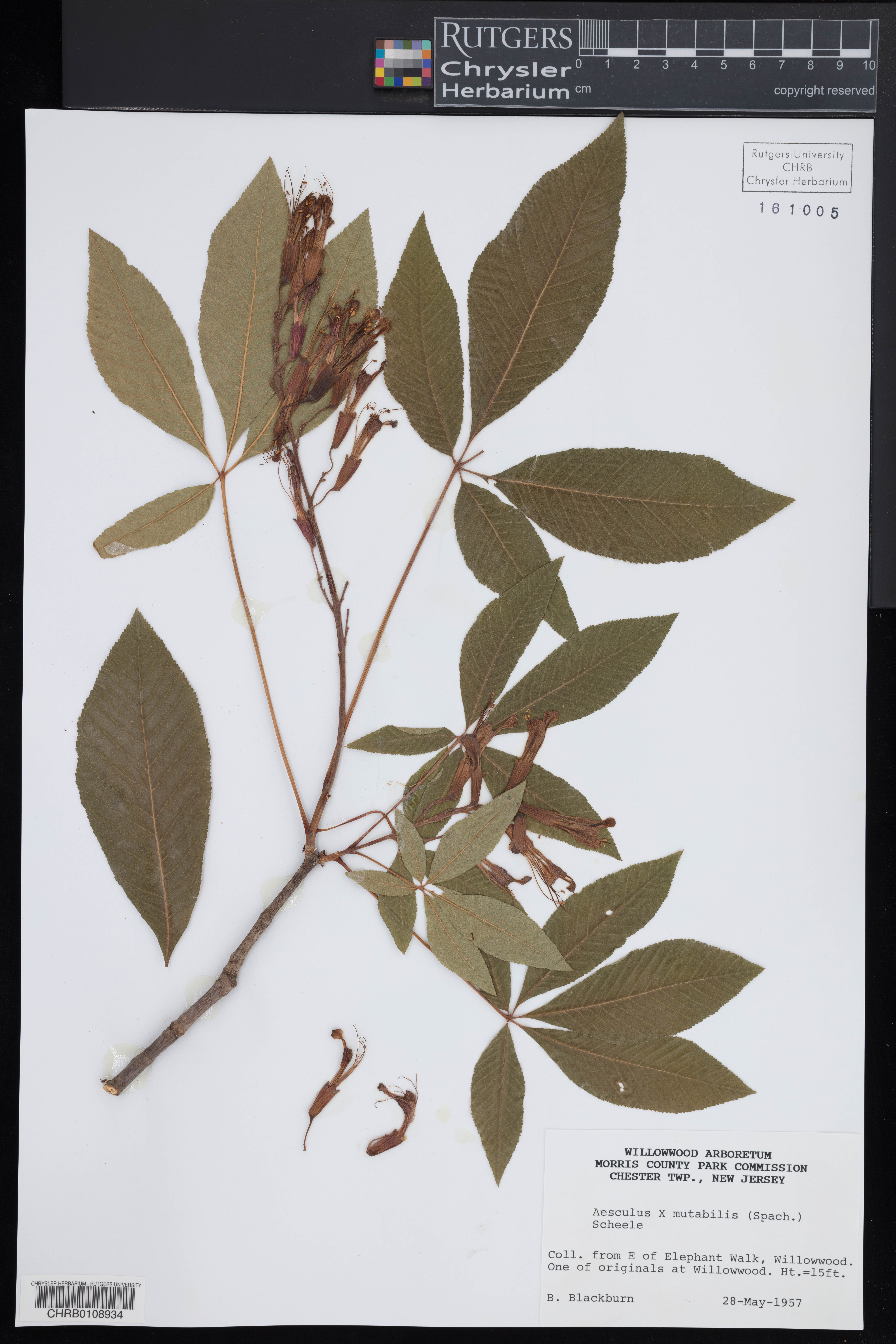 Aesculus × mutabilis