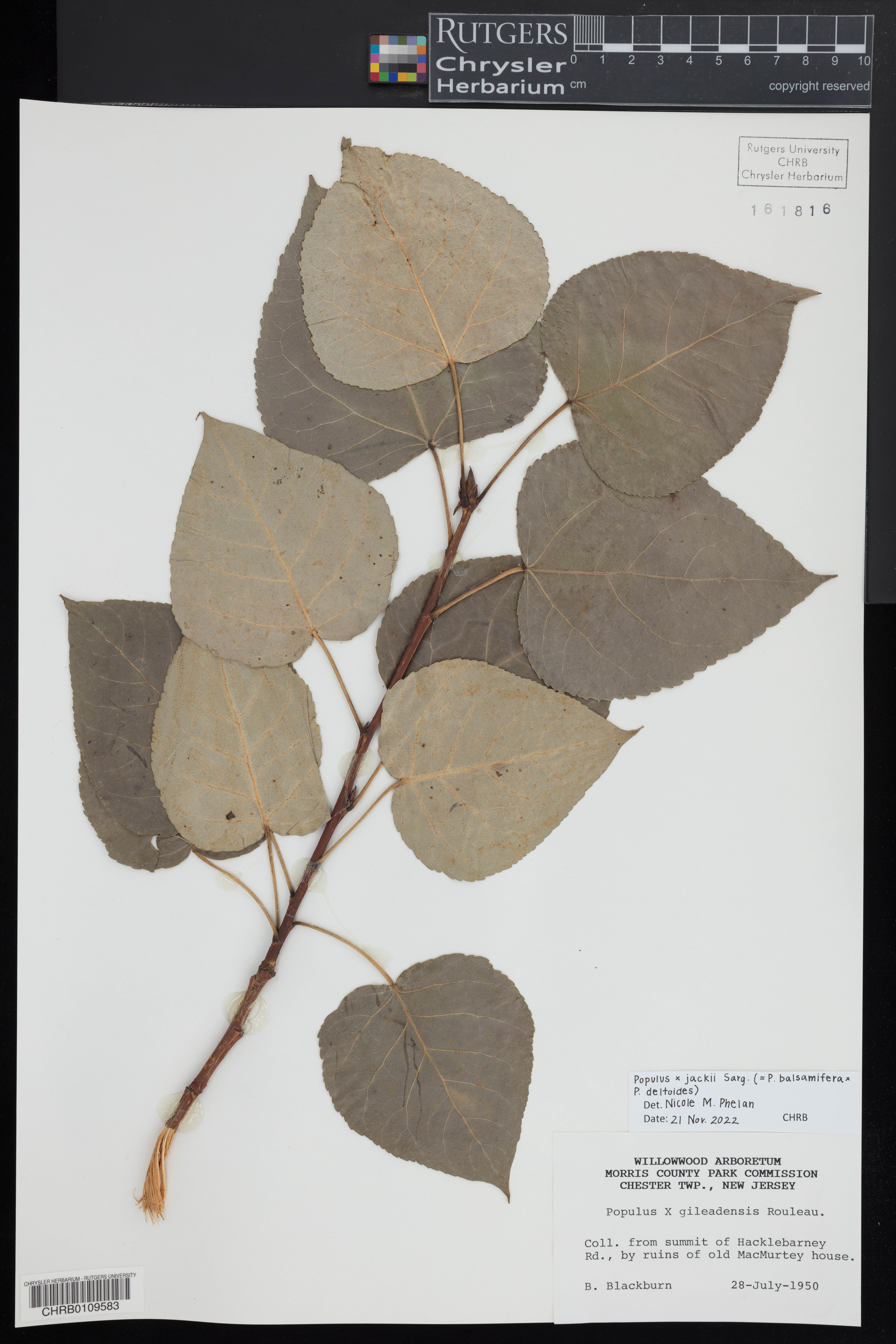 Populus × jackii