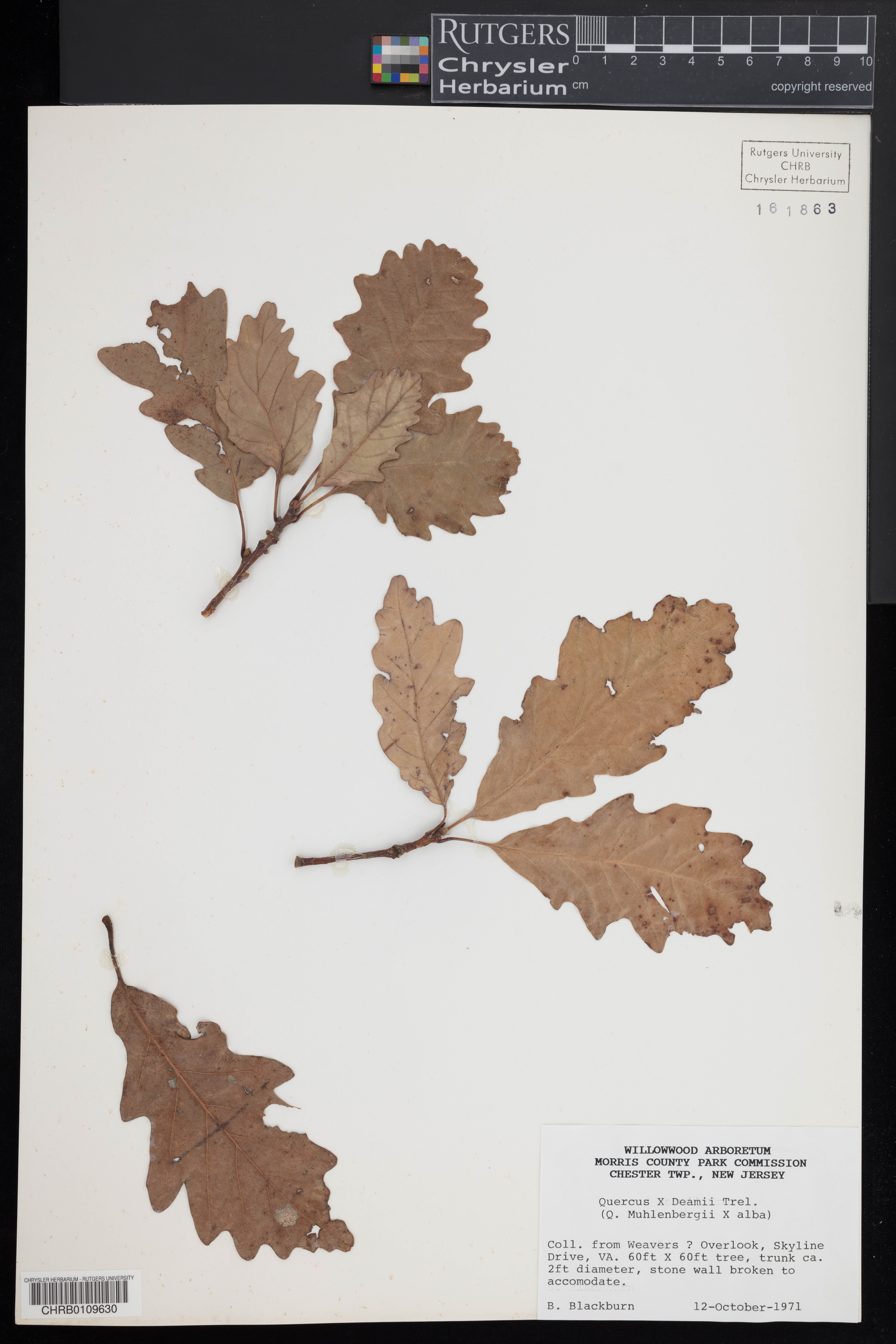 Quercus × deamii