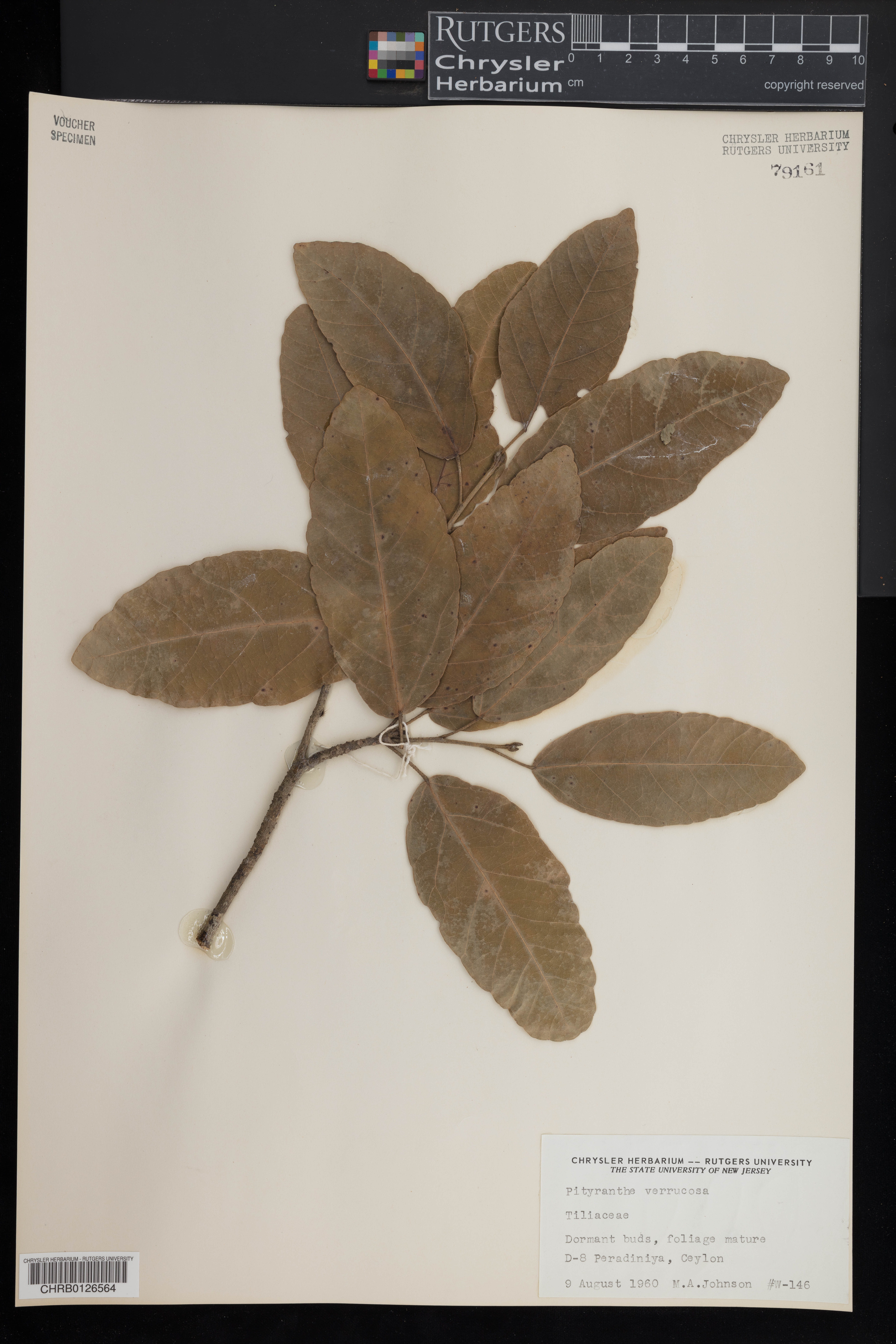 Pityranthe verrucosa thumbnail