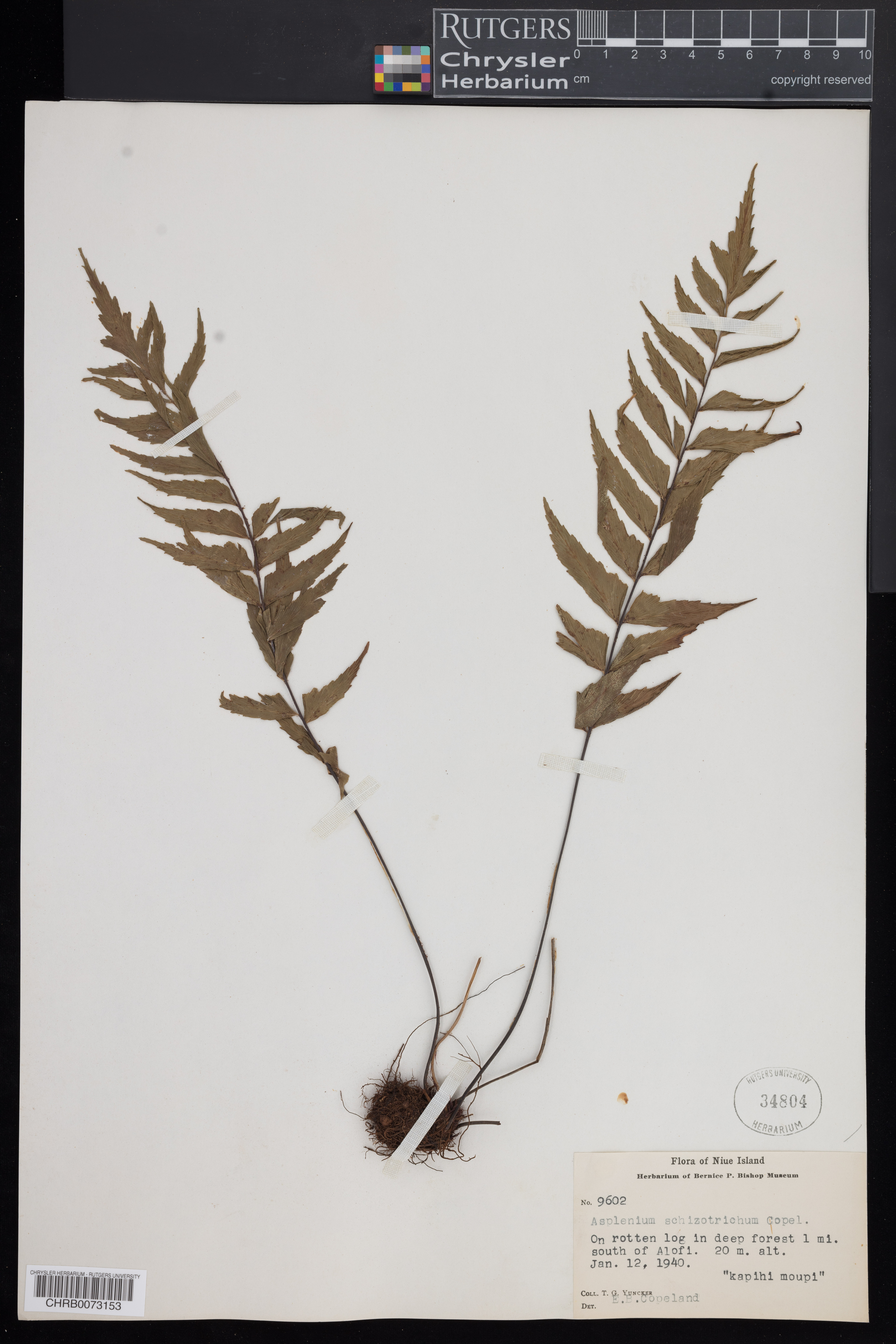Asplenium schizotrichum thumbnail